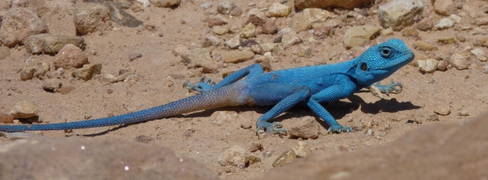 Blue Lizard